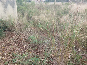 Residential Land