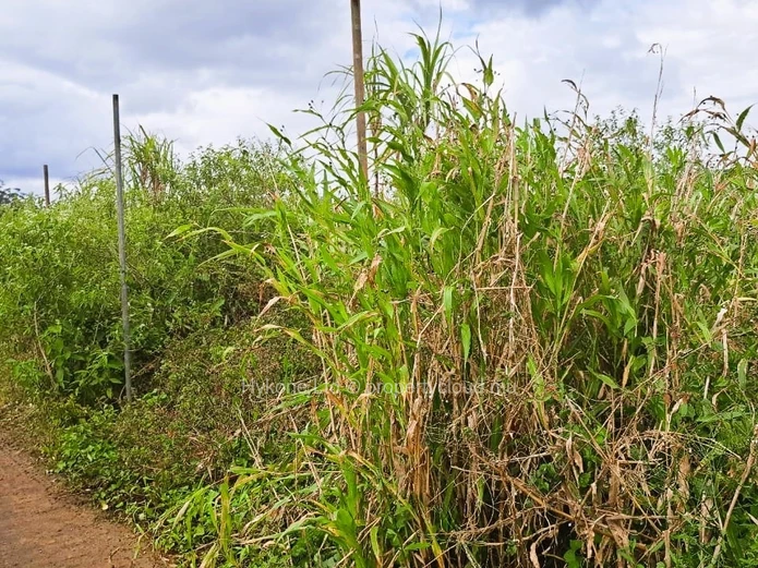 Agricultural Land For Sale In La Flora